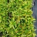 红车小苗南方彩叶植物庭园绿化树四季常青