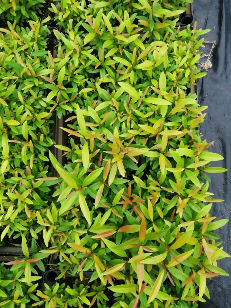 红车小苗南方彩叶植物庭园绿化树四季常青