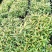 红车小苗南方彩叶植物庭园绿化树四季常青
