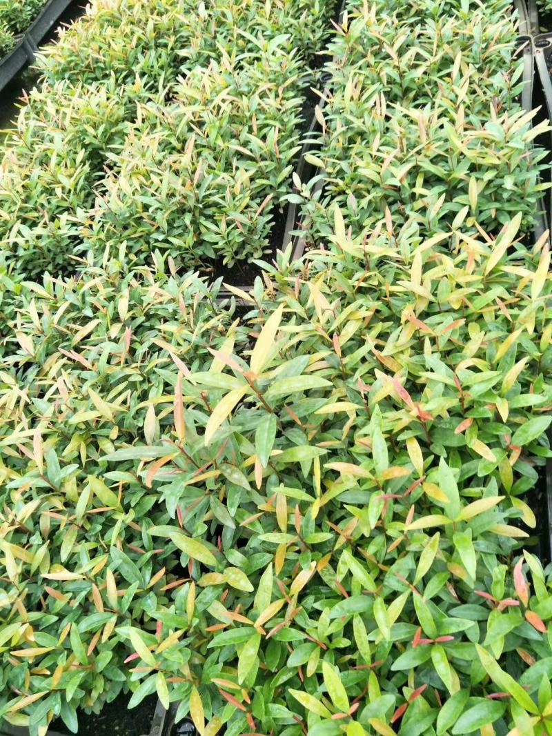 红车小苗南方彩叶植物庭园绿化树四季常青