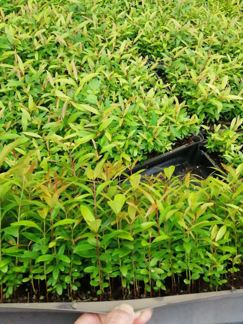红车小苗南方彩叶植物庭园绿化树四季常青