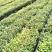 红车小苗南方彩叶植物庭园绿化树四季常青