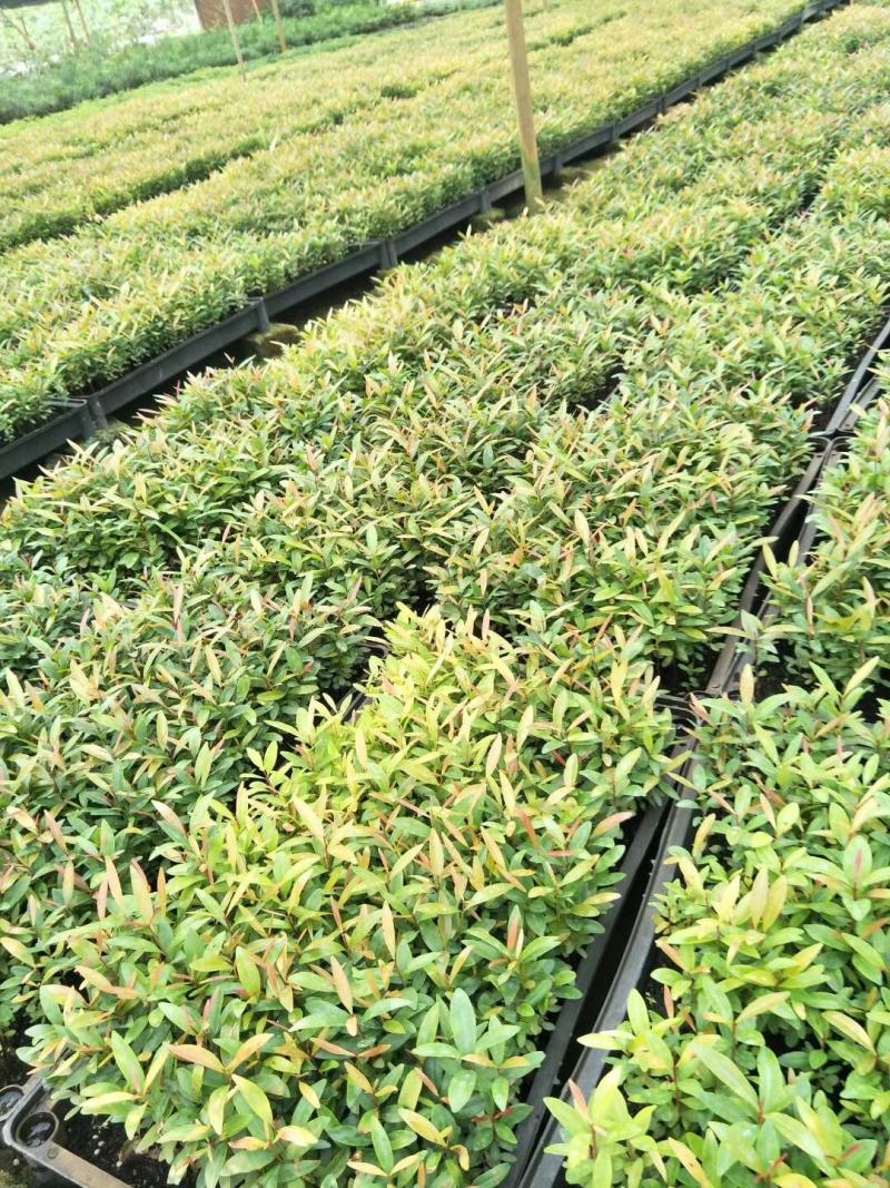 红车小苗南方彩叶植物庭园绿化树四季常青