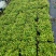 红车小苗南方彩叶植物庭园绿化树四季常青