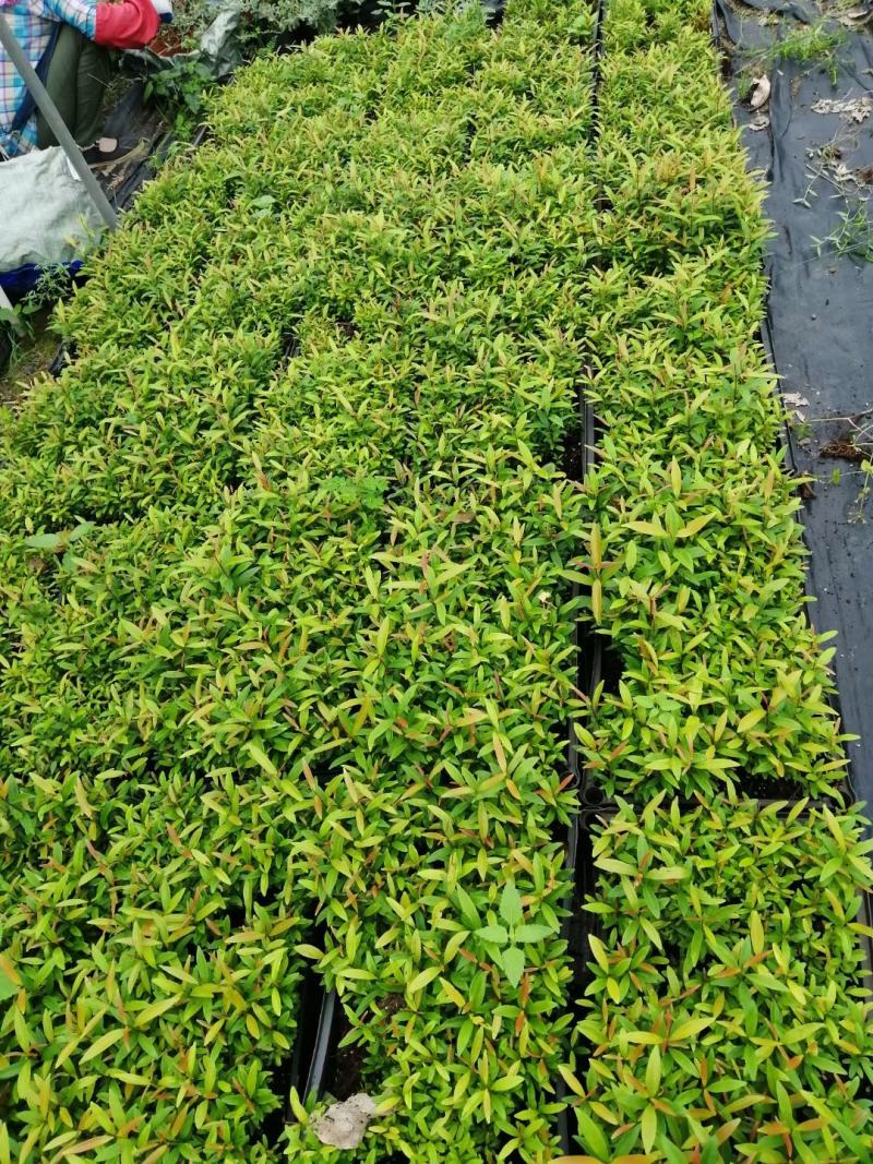 红车小苗南方彩叶植物庭园绿化树四季常青