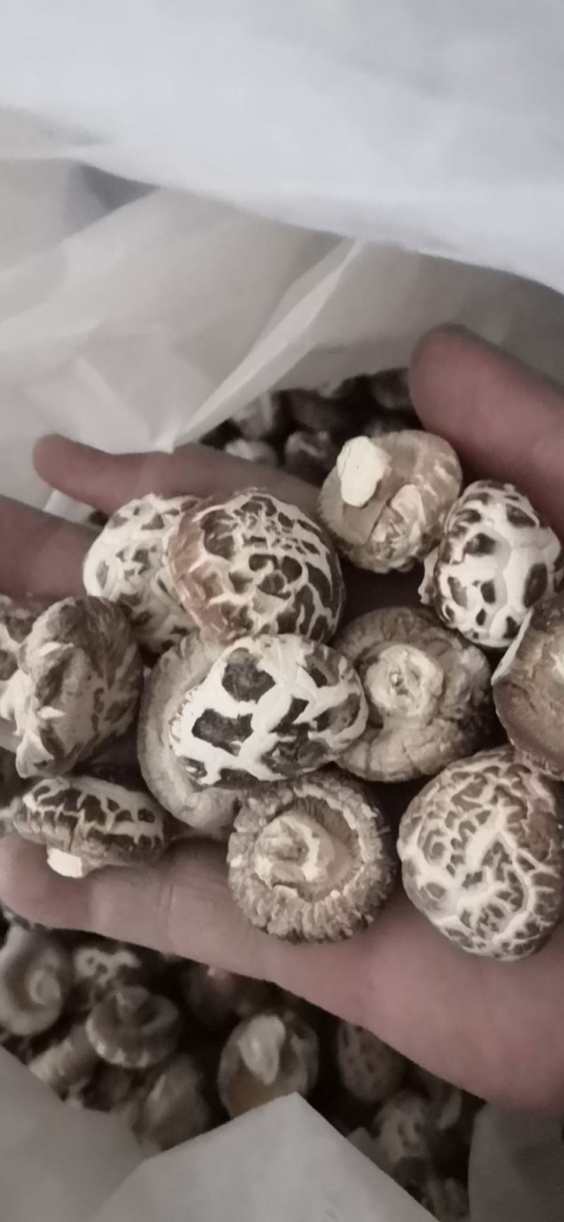 河南泌阳新货小花菇花菇干货