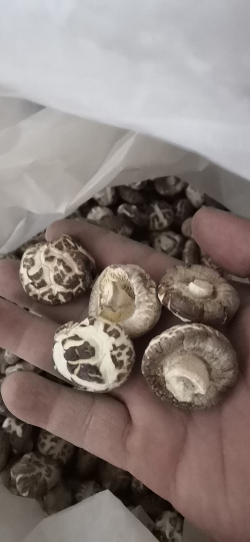 河南泌阳新货小花菇花菇干货