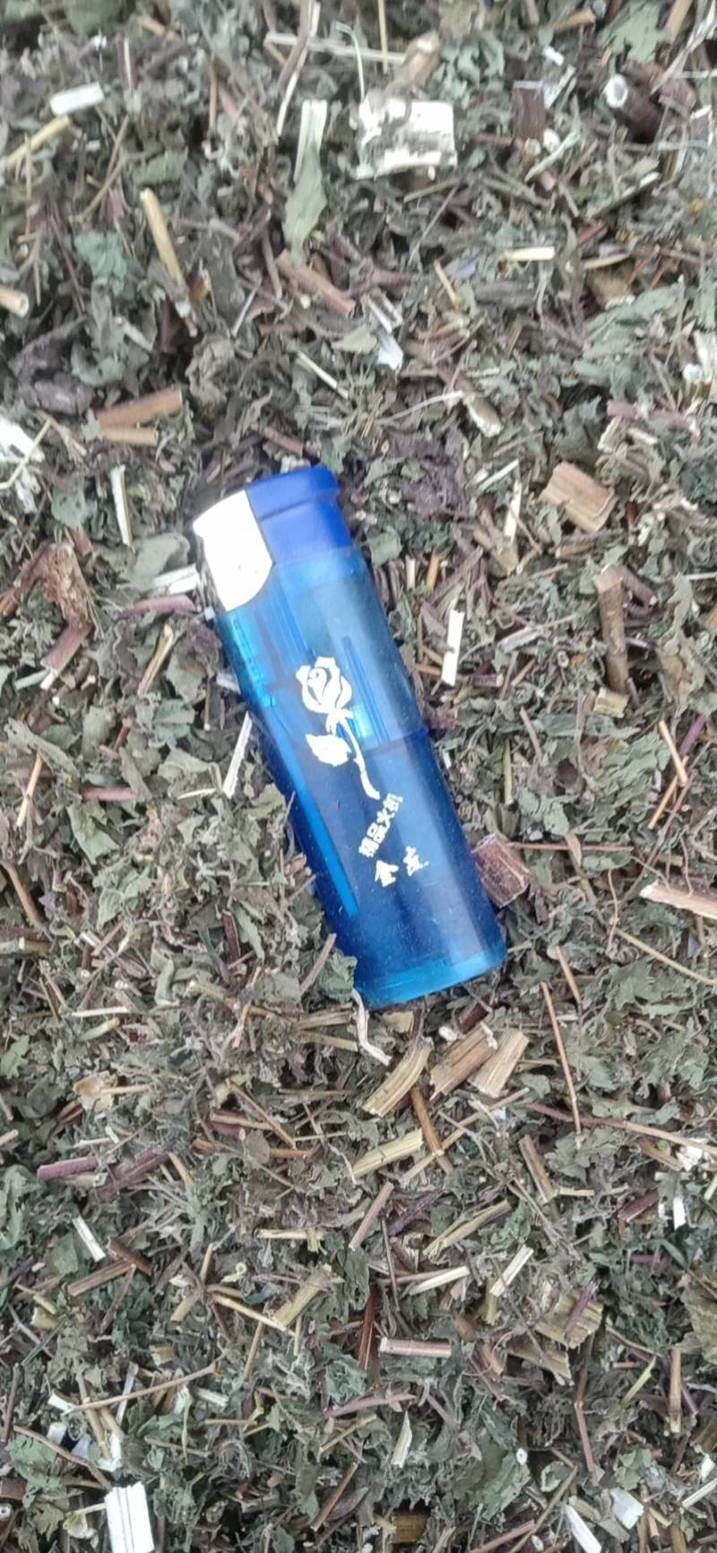 豨莶草，野生，色青，一手货源，品质保证，！！！