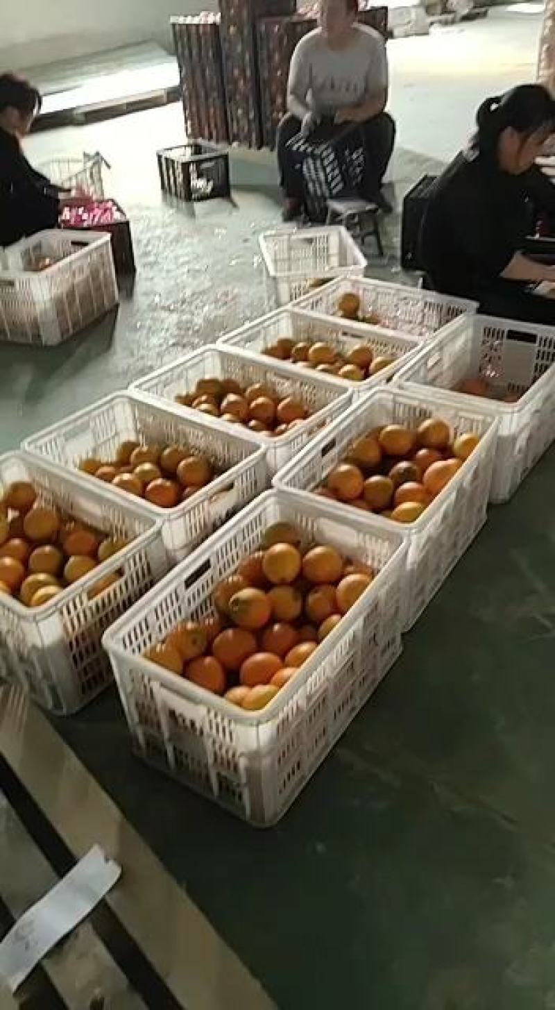 纯甜的7904价格便宜啦！量大，质量好，耐储存，货架时长