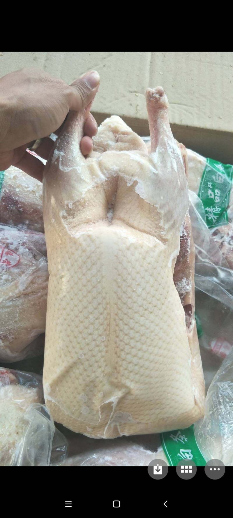 小白条鸭800-1000克厂家直销质量保证欢迎采购质量保