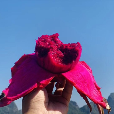 广西崇左龙州县火龙果大量上市