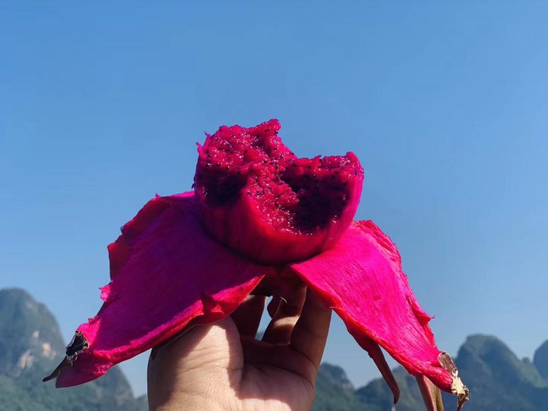 广西崇左龙州县火龙果大量上市