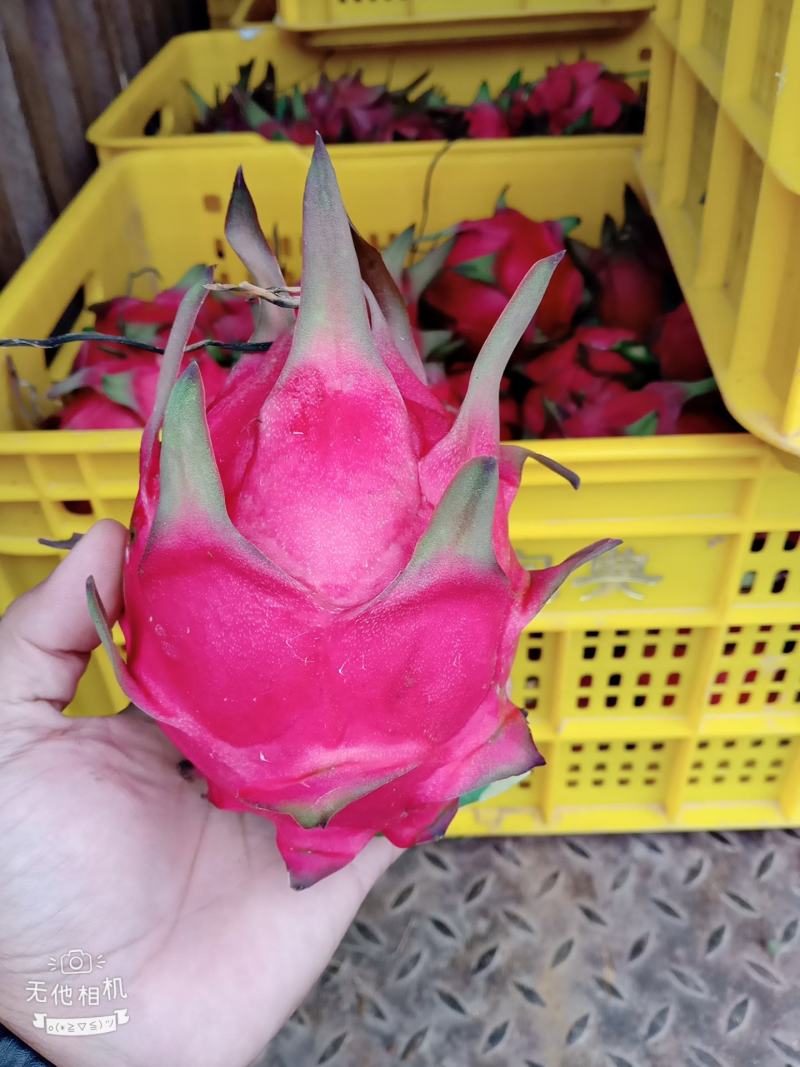 广西崇左龙州县火龙果大量上市