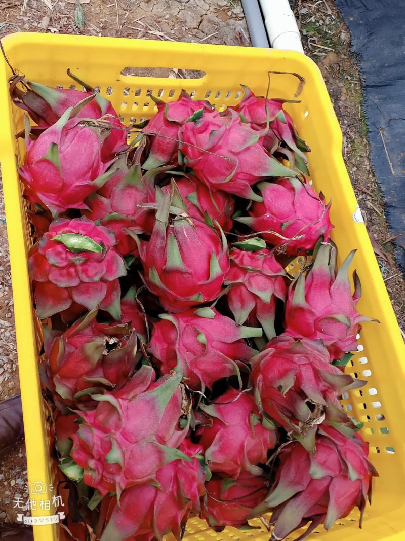 广西崇左龙州县火龙果大量上市