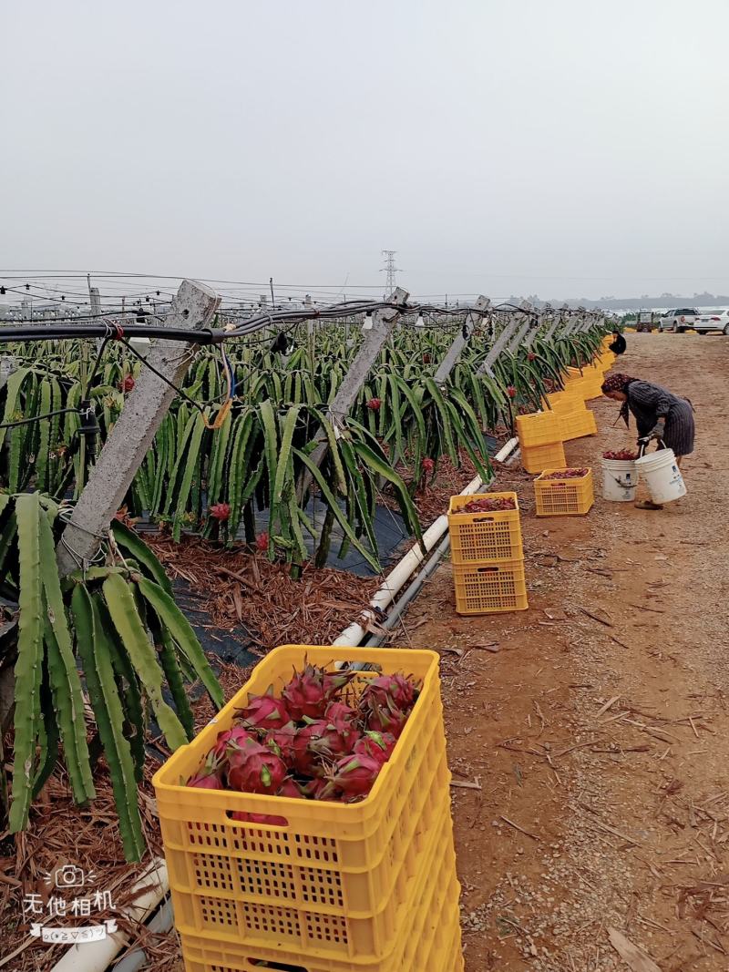 广西崇左龙州县火龙果大量上市