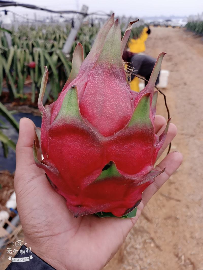 广西崇左龙州县火龙果大量上市