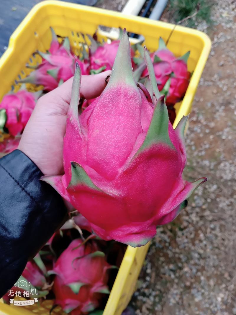 广西崇左龙州县火龙果大量上市