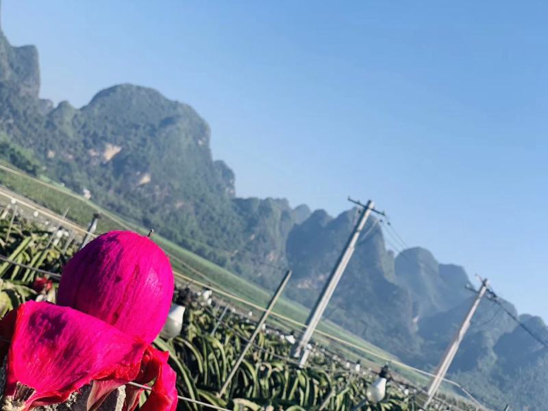 广西崇左龙州县火龙果大量上市