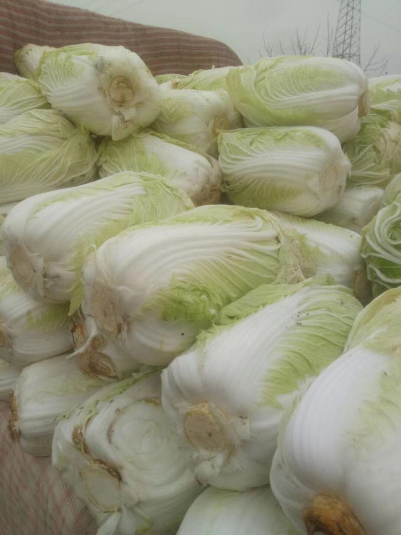 白菜，义和秋，北京三号，大量上市，长期供应，保证质量。