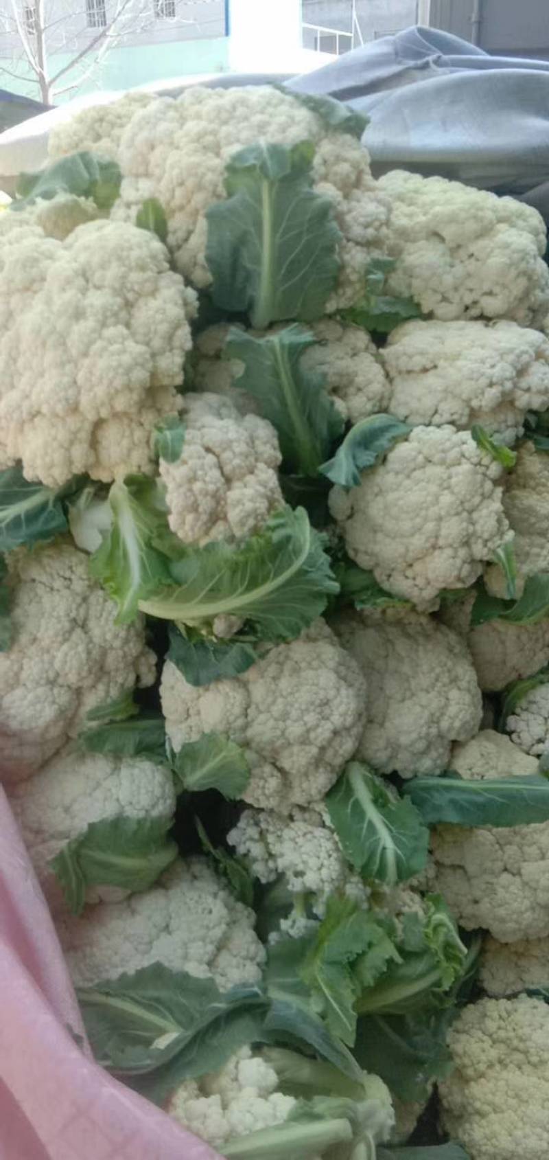 松花菜_基地直供-货源充足--保证质量。