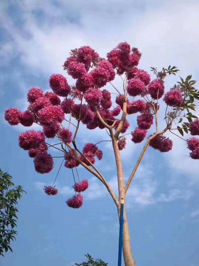 紫花风铃苗，紫花风铃苗，紫花风铃苗