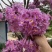 紫花风铃苗，紫花风铃苗，紫花风铃苗