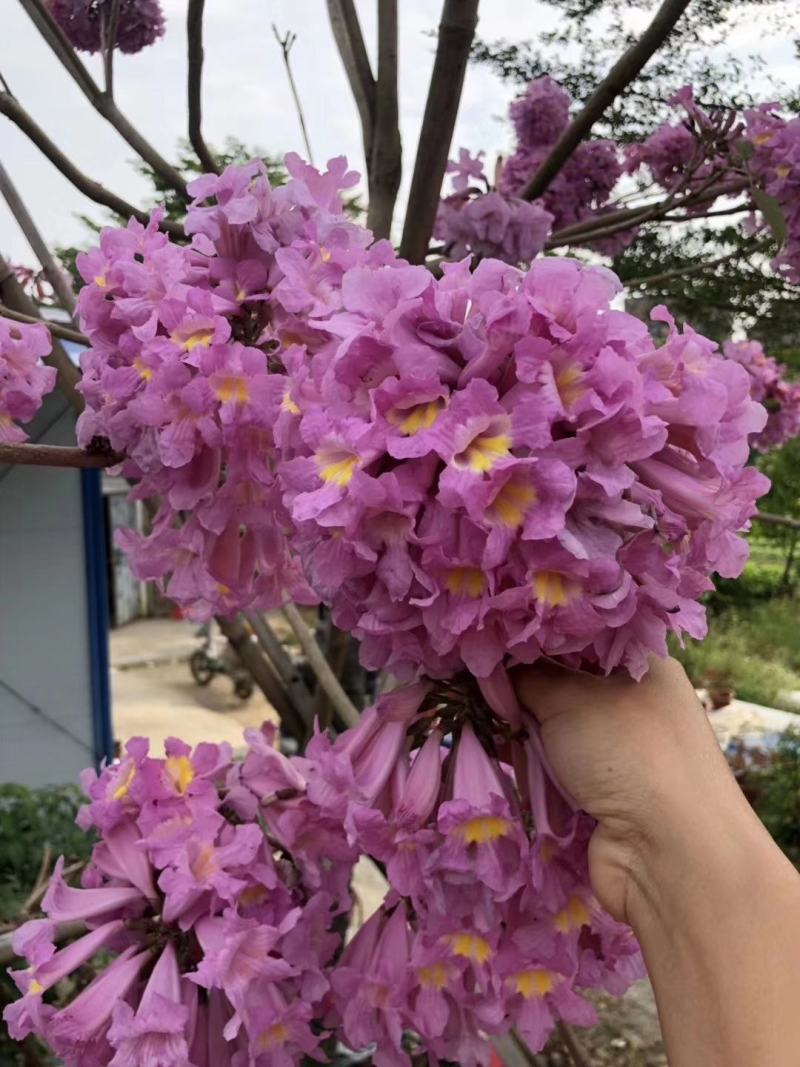 紫花风铃苗，紫花风铃苗，紫花风铃苗