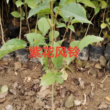 紫花风铃苗，紫花风铃苗，紫花风铃苗