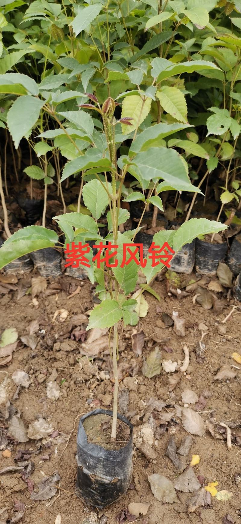 紫花风铃苗，紫花风铃苗，紫花风铃苗