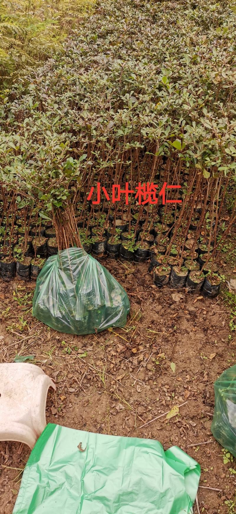 小叶榄仁树小苗，广东广州天河种苗批发