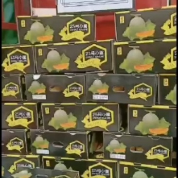 瓜果类海南精品小密二十五号小