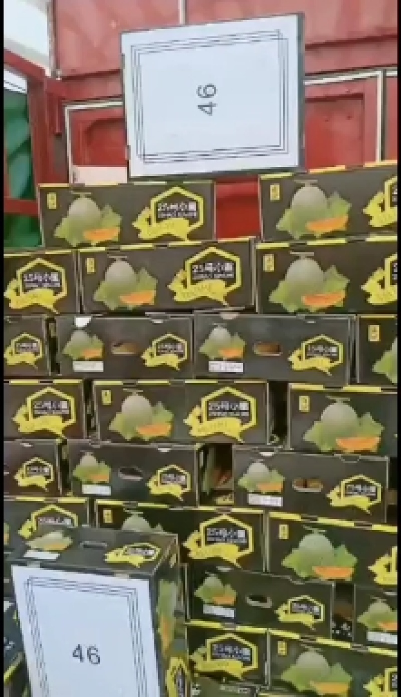 瓜果类海南精品小密二十五号小