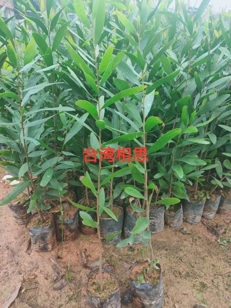 台湾相思小苗，小叶相思小苗广州天河