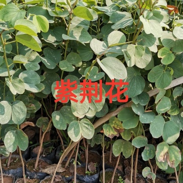 紫荆花小苗开花树苗，广州热卖云南