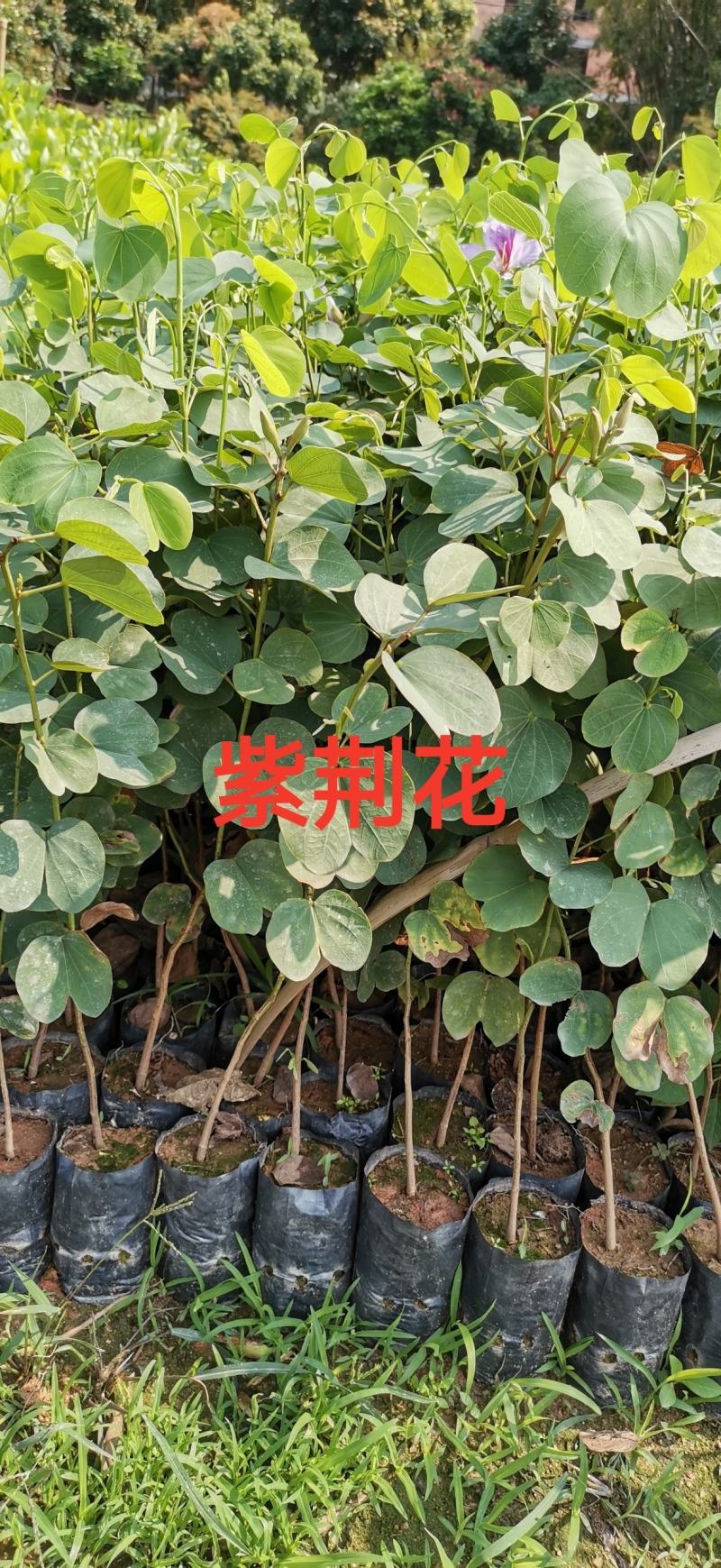 紫荆花小苗开花树苗，广州热卖云南