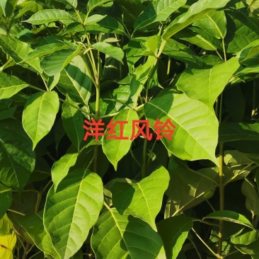 洋红风铃苗，洋红风铃苗，红风铃苗