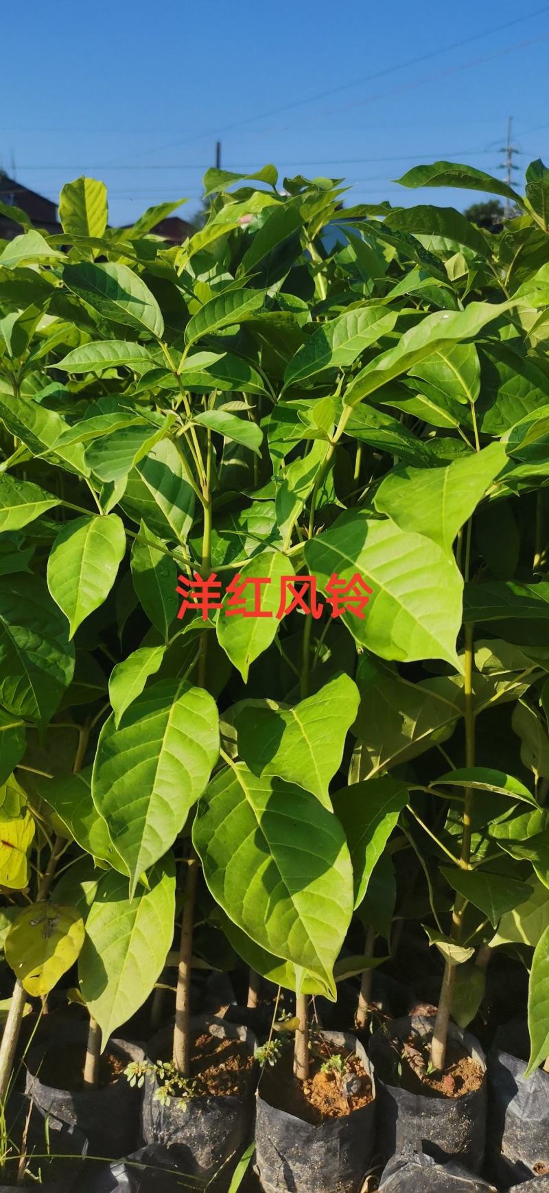洋红风铃苗，洋红风铃苗，红风铃苗