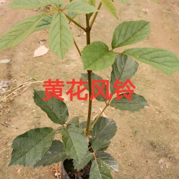 黄花风铃小苗，多花黄花风铃小苗，热卖全国开花品种苗