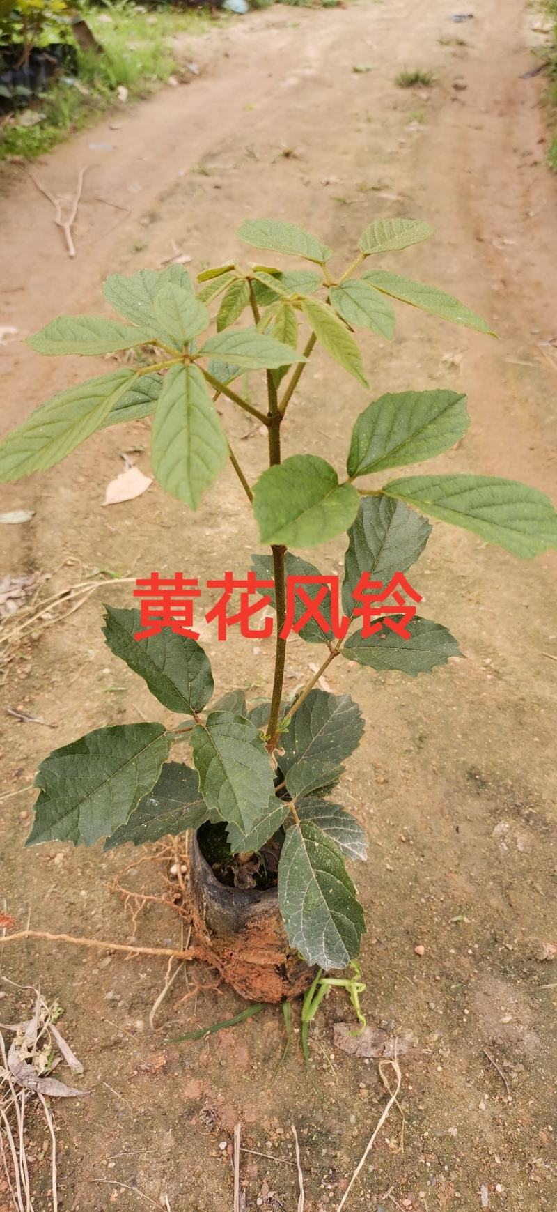 黄花风铃小苗，多花黄花风铃小苗，热卖全国开花品种苗