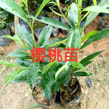 大樱桃树苗，樱桃苗，广东广州热卖种树苗