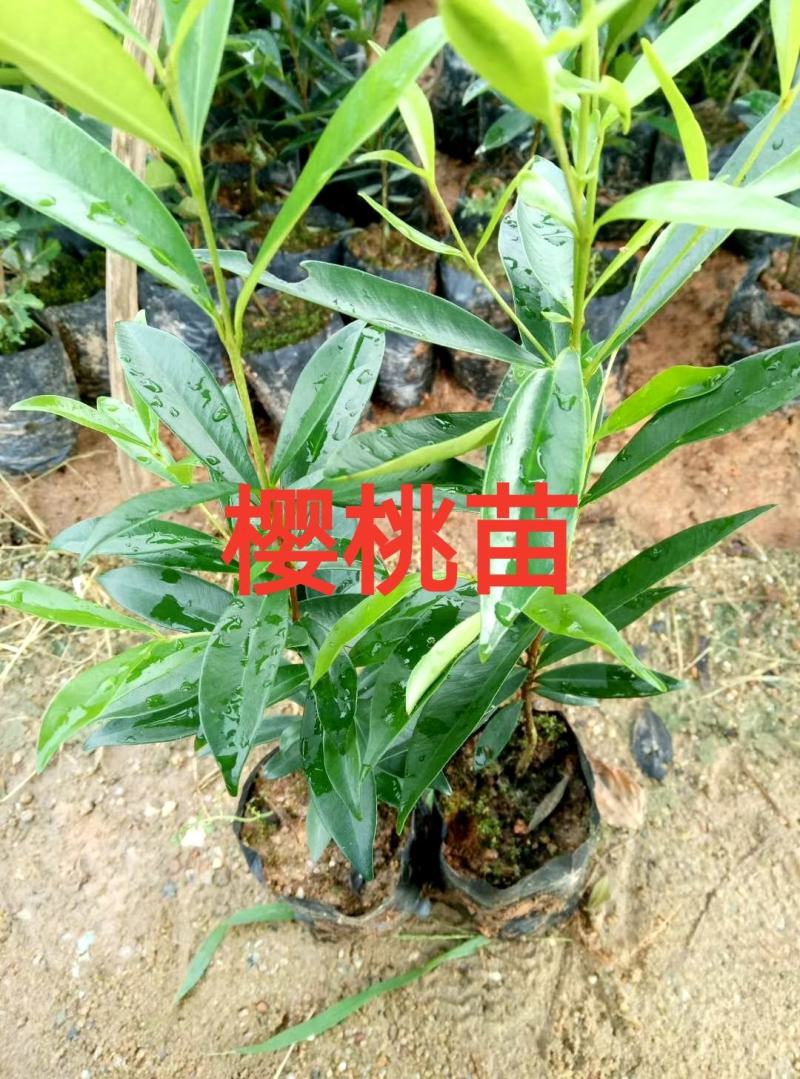 大樱桃树苗，樱桃苗，广东广州热卖种树苗