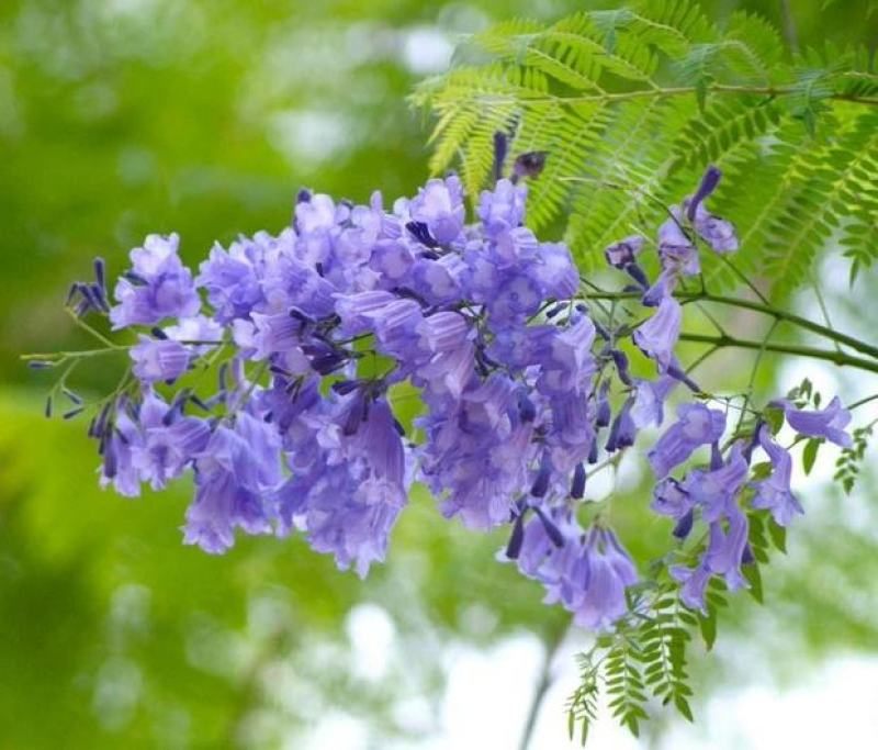 蓝花楹苗，美丽中国，开花品种树苗（20cm～100cm）