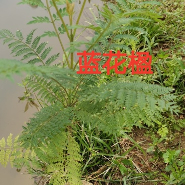 蓝花楹苗，美丽中国，开花品种树苗（20cm～100cm）