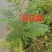 蓝花楹苗，美丽中国，开花品种树苗（20cm～100cm）