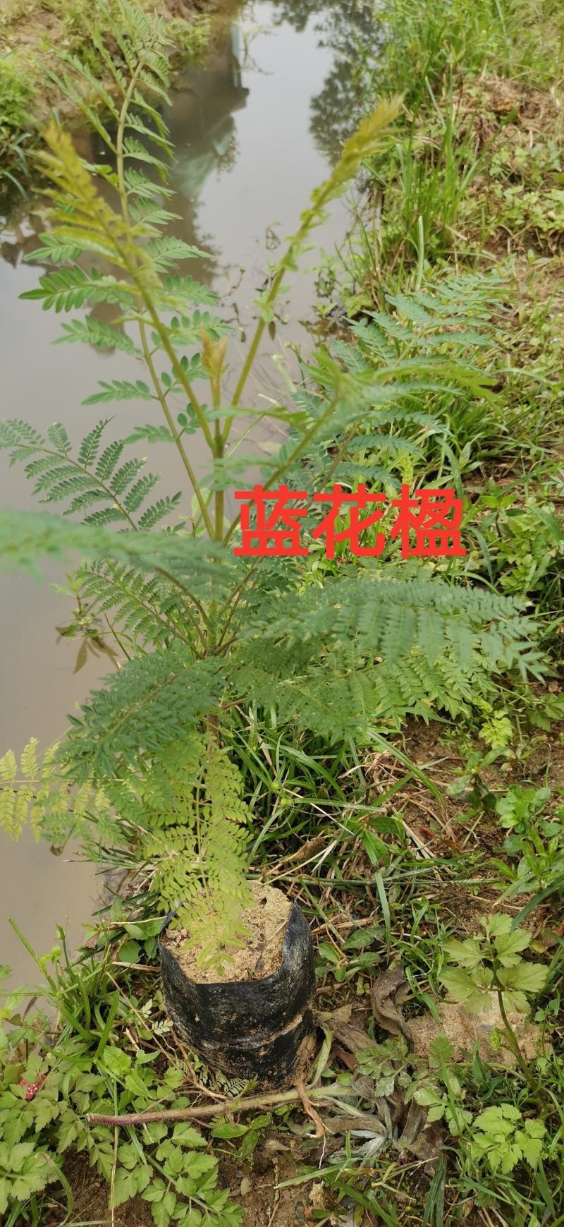蓝花楹苗，美丽中国，开花品种树苗（20cm～100cm）