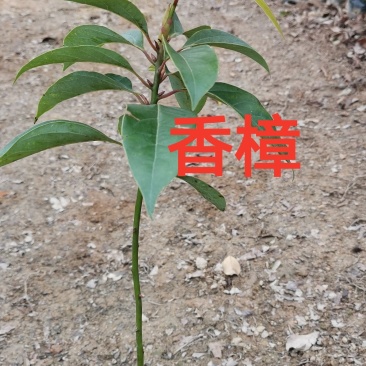 香樟苗，香樟树苗美化云南，种植全中国欢迎来到广东广州绿