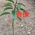 香樟小苗，全国批发基地直发广州基地欢迎来到广东广州绿化树