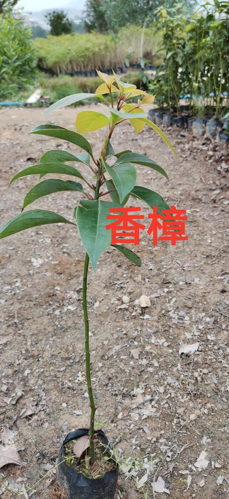 香樟小苗，全国批发基地直发广州基地欢迎来到广东广州绿化树
