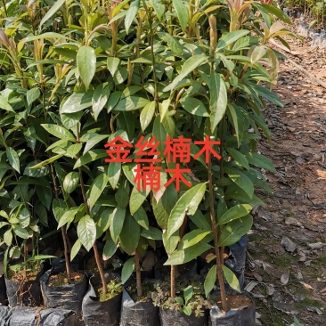 广州基地，金丝楠木小苗，金丝楠木小苗，楠木小苗