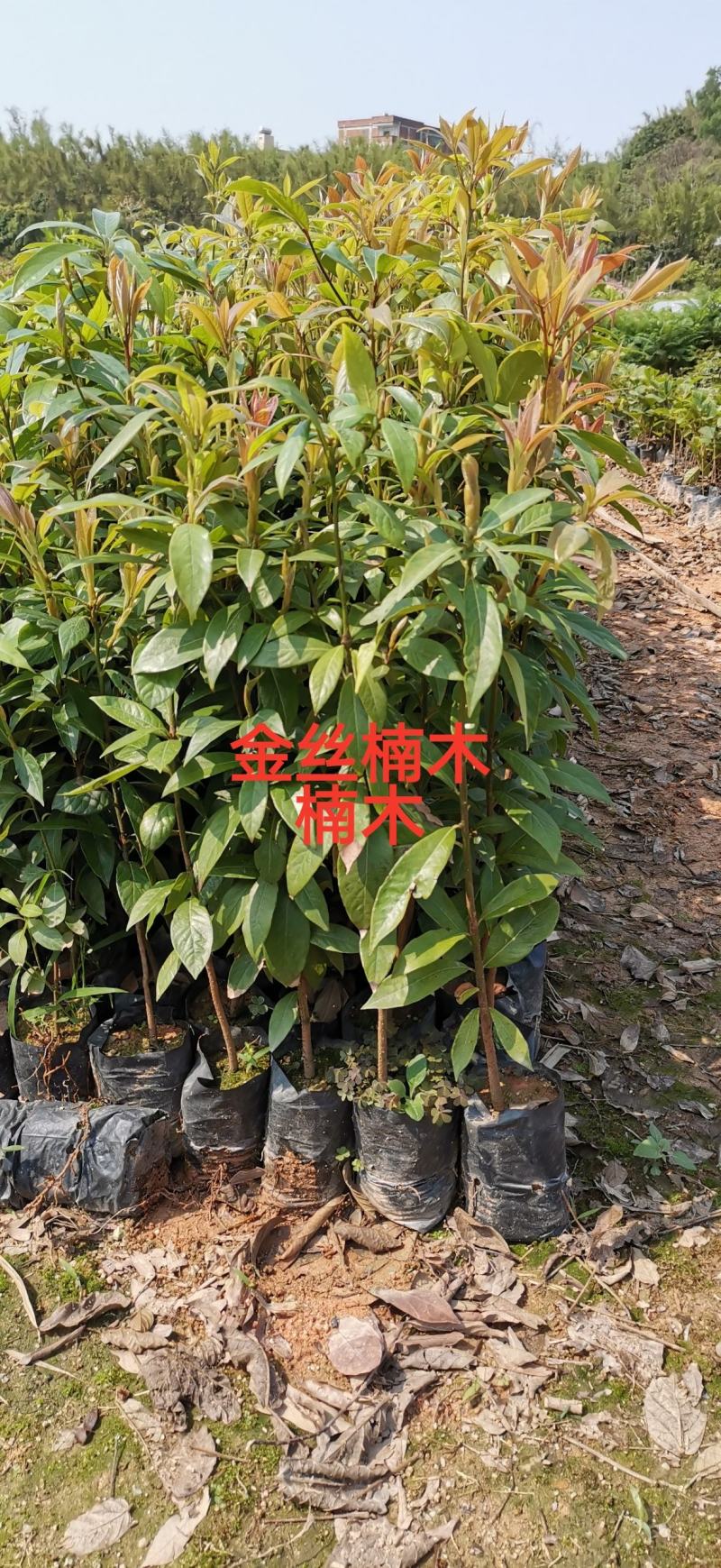 广州基地，金丝楠木小苗，金丝楠木小苗，楠木小苗